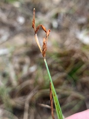 Fimbristylis
