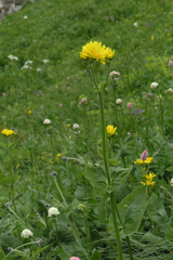 Doronicum caucasicum