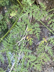 Ligusticum porteri
