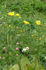 Doronicum caucasicum