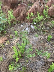 Asclepias cinerea