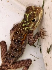 Agama picticauda
