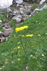 Doronicum caucasicum