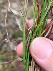 Fimbristylis
