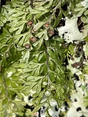 Hymenophyllum