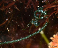 Chaetomorpha spiralis