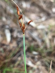 Fimbristylis