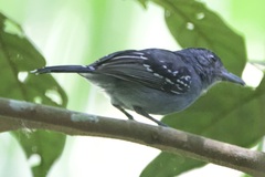 Thamnophilus atrinucha