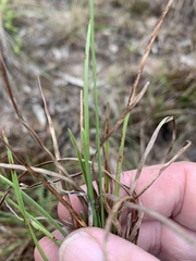 Fimbristylis