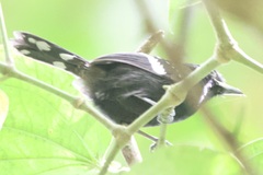 Microrhopias quixensis