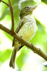 Rhynchocyclus olivaceus