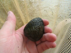 Lemiox rimosus