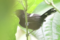 Microrhopias quixensis