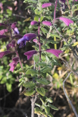 Salvia semiatrata