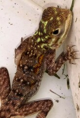 Agama picticauda