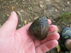 Lemiox rimosus