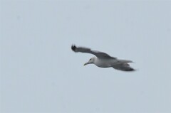 Larus argentatus vegae