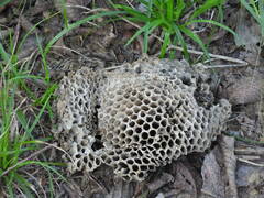 Aculeata