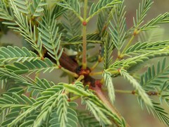 Vachellia schaffneri bravoensis