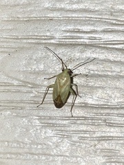 Adelphocoris lineolatus