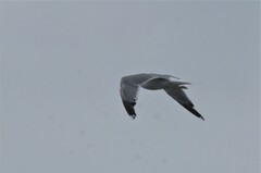 Larus argentatus vegae