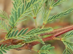 Vachellia schaffneri bravoensis