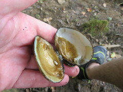 Lemiox rimosus