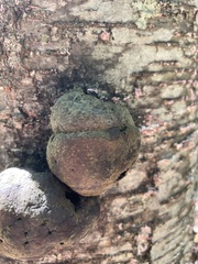 Hypoxylaceae