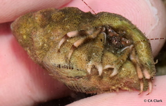 Pagurus redondoensis