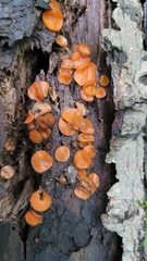 Scutellinia