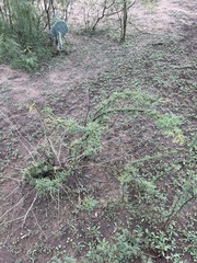 Vachellia schaffneri bravoensis