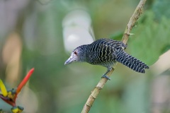 Cymbilaimus lineatus