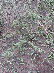 Vachellia schaffneri bravoensis