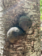 Hypoxylaceae