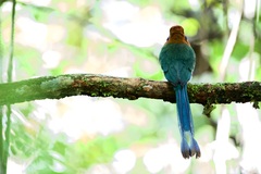 Electron platyrhynchum