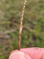 Eleocharis philippinensis