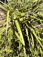 Liriope muscari