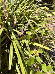 Liriope muscari