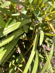 Liriope muscari