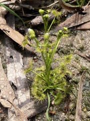 Drosera hookeri