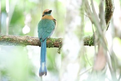 Electron platyrhynchum