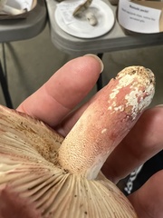 Russula peckii