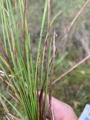 Eleocharis philippinensis