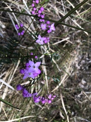 Boronia pinnata