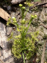 Drosera hookeri