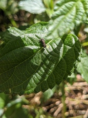 Octotoma scabripennis