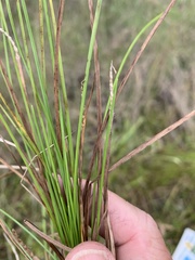Eleocharis philippinensis