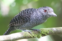 Cymbilaimus lineatus