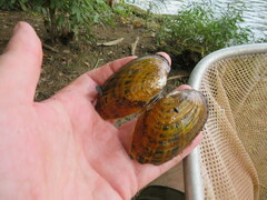 Cambarunio taeniatus