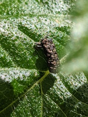 Octotoma scabripennis